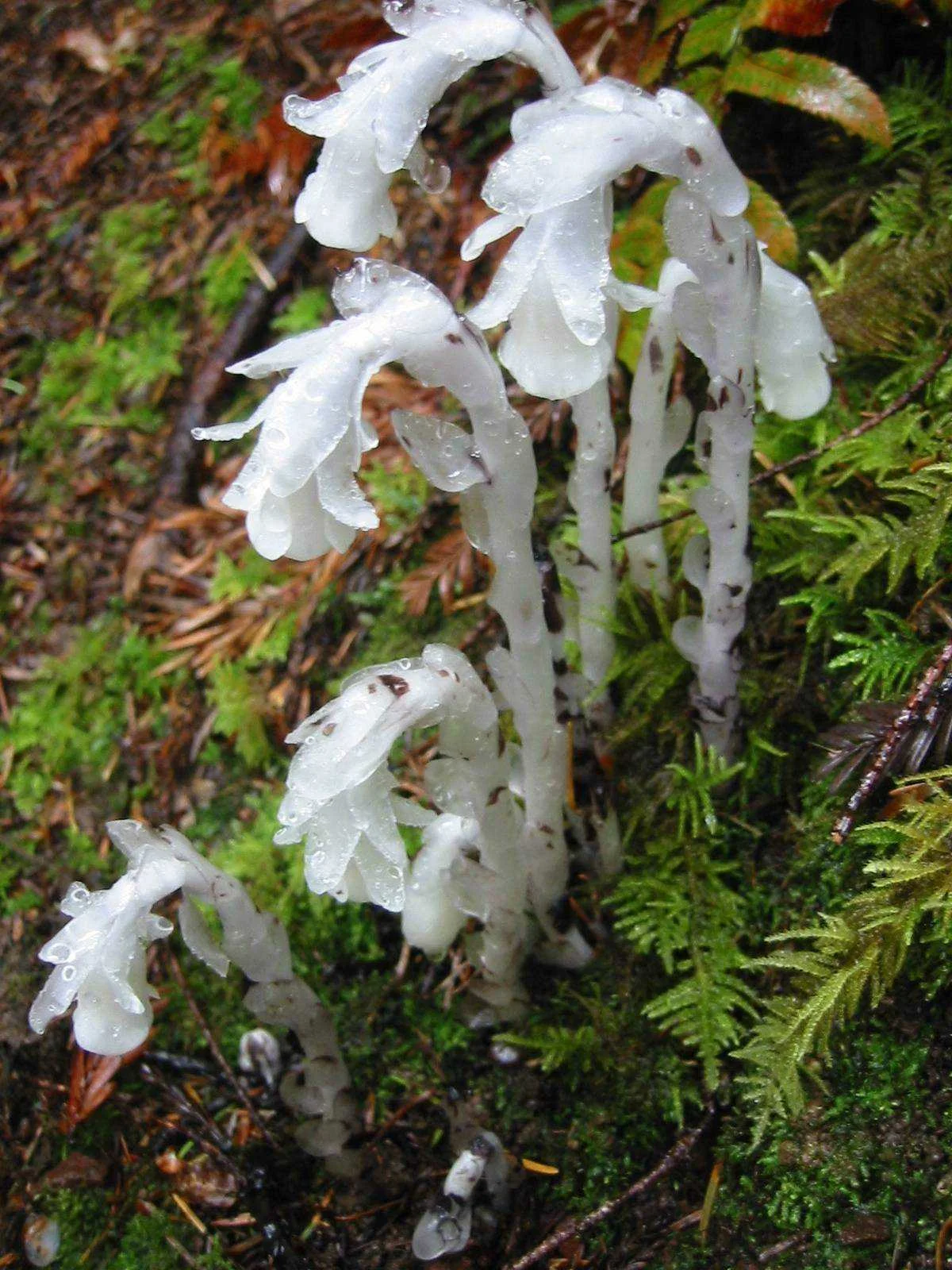 Indian_pipe_PDB.jpeg