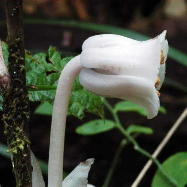 Monotropa_uniflora_Gary_Monroe3.webp