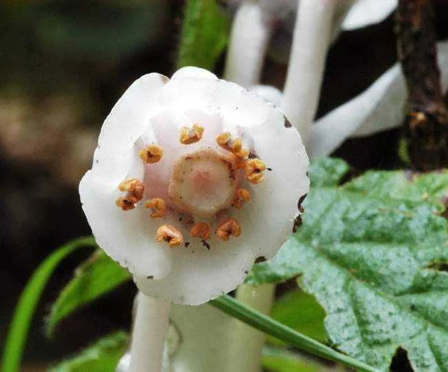 Monotropa_uniflora_Gary_Monroe2.webp