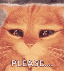 please-cat.gif