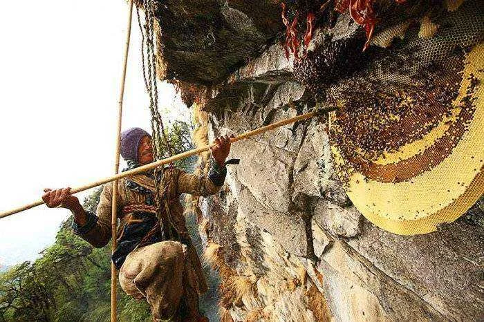 himalayan-700x466.webp
