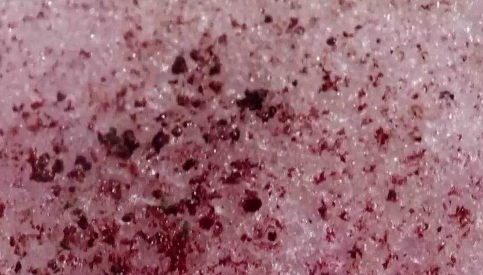 Snow Blood due to climate change