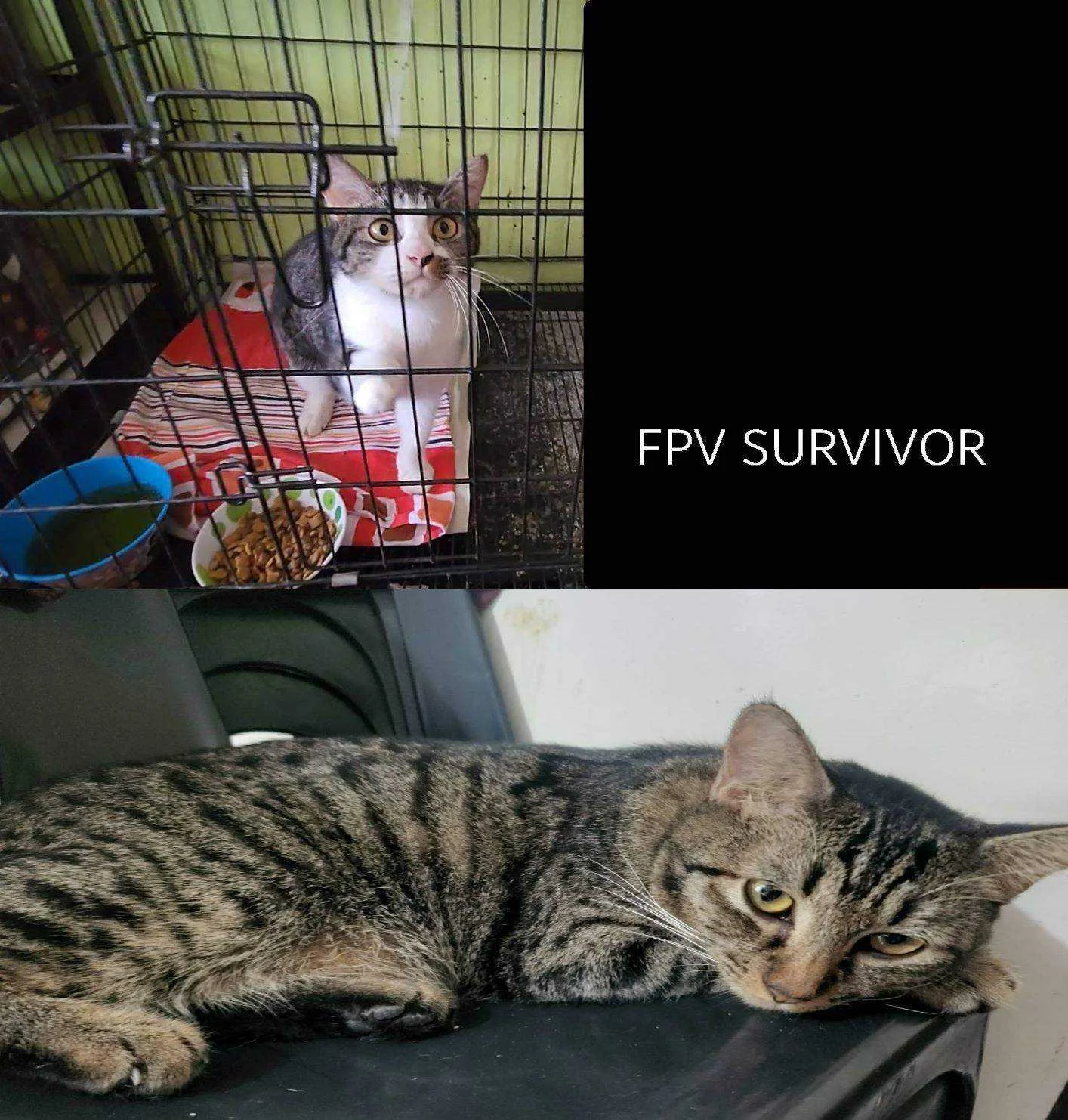fpv survivor.webp