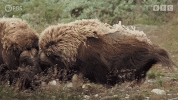 200-gif.3275993