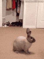 200-gif.3320346