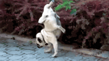 200.gif