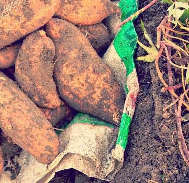 How-Sweet-Potatoes-Saved-Japan-640x620.webp
