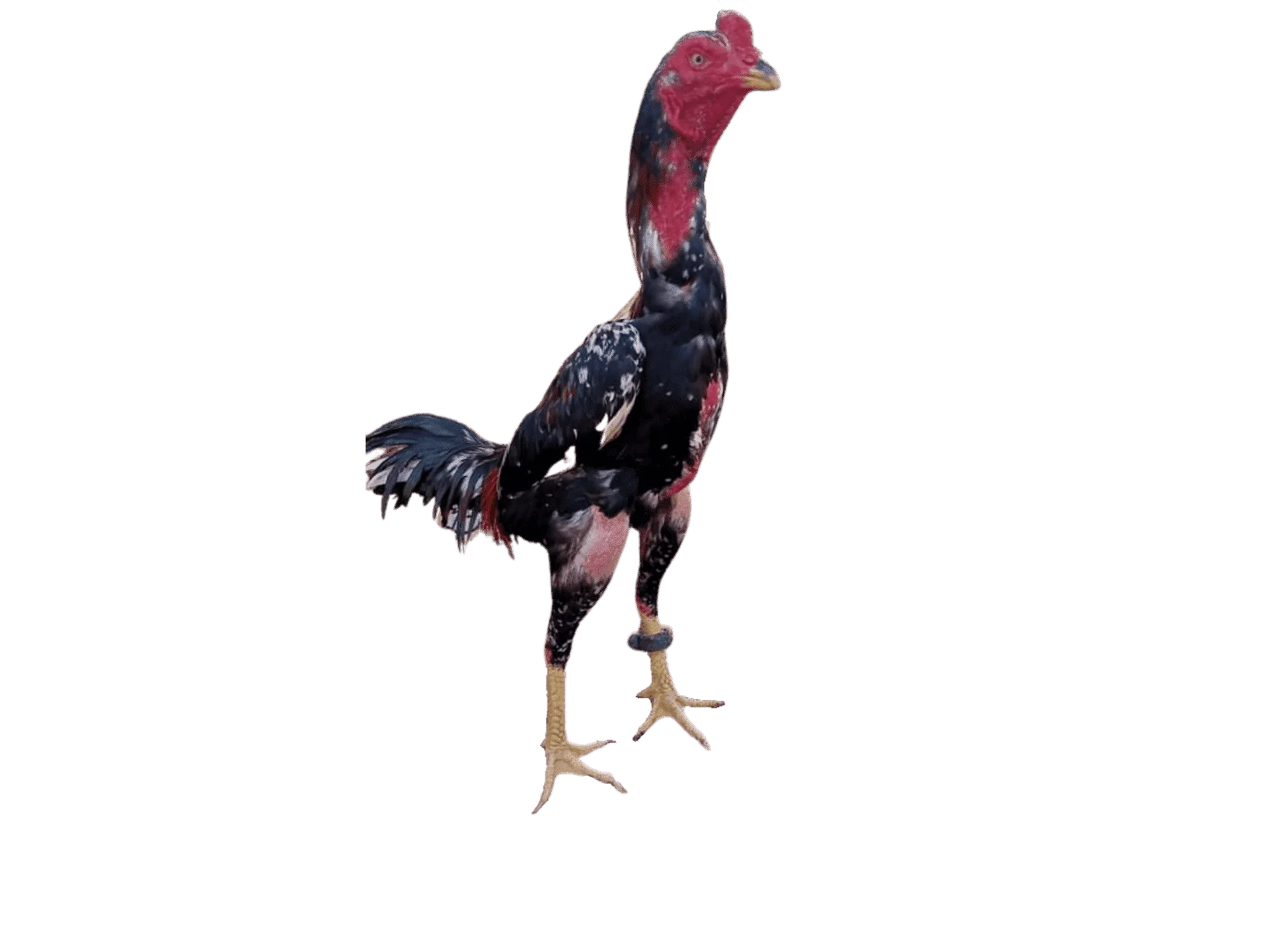 1.png