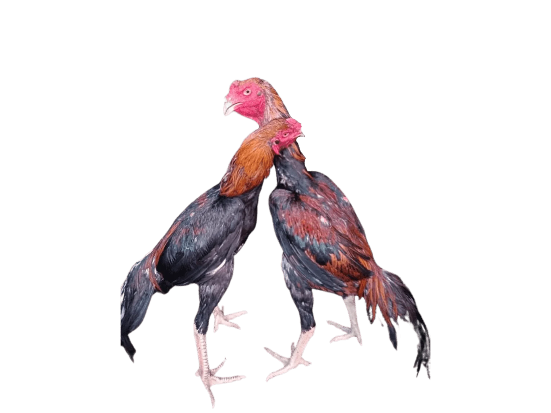 2.png