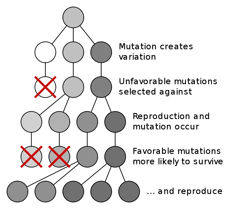 800px-Mutation_and_selection_diagram.svg.webp