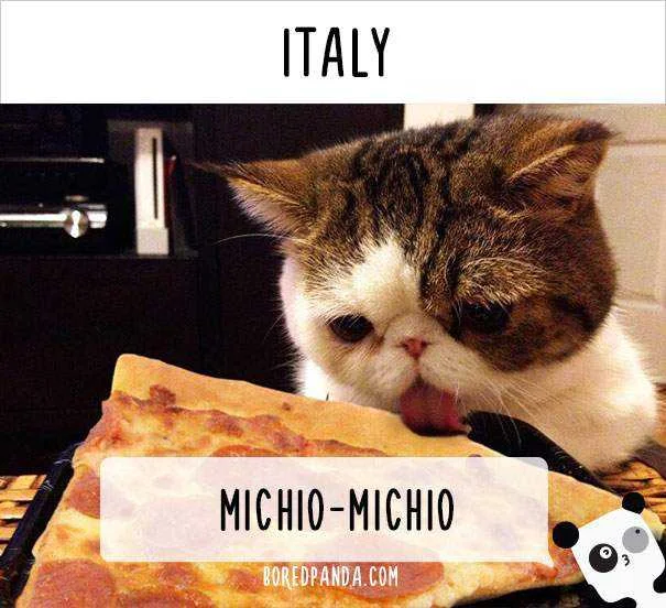 how-people-call-cats-in-italy.webp
