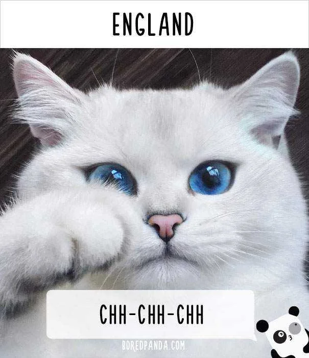 how-people-call-cats-in-england.webp