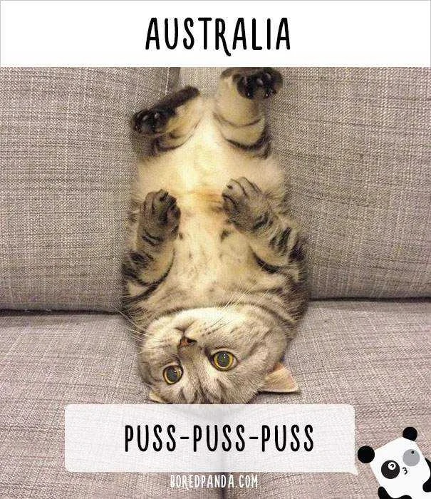 how-people-call-cats-in-australia.webp