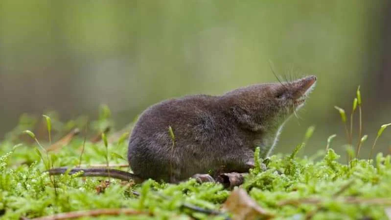 spitzmaus (1).webp