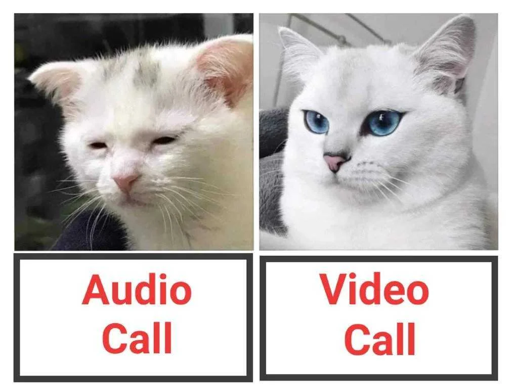 pusa.webp