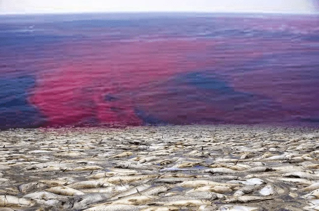 4 NA COASTAL AREAS SA VISAYAS AT MINDANAO, NAGPOSITIBO SA TOXIC RED TIDE
