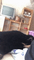 200.gif