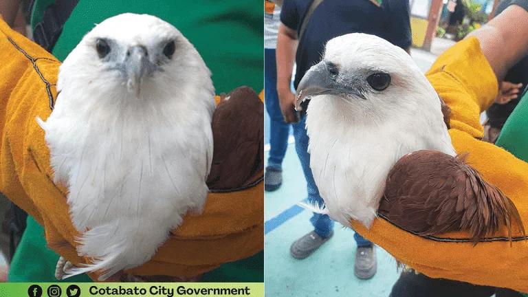 "Big bird" na namataan sa Cotabato, kabilang pala sa endangered species