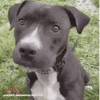 200.gif