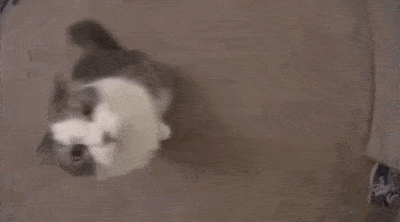 The double boop_.gif
