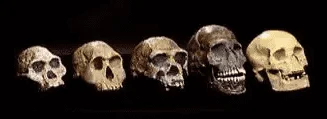 Skulls Human Evolution.png