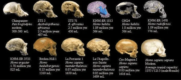 Human Evolutions Timeline.png
