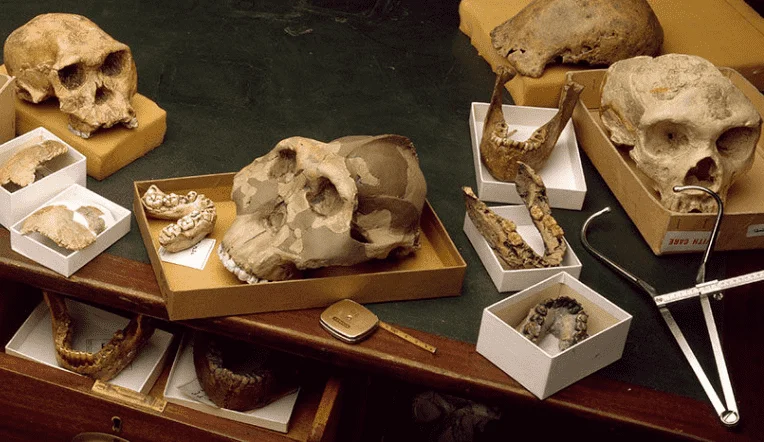 Human Evolution Skulls.png