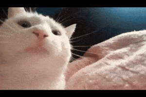 200.gif