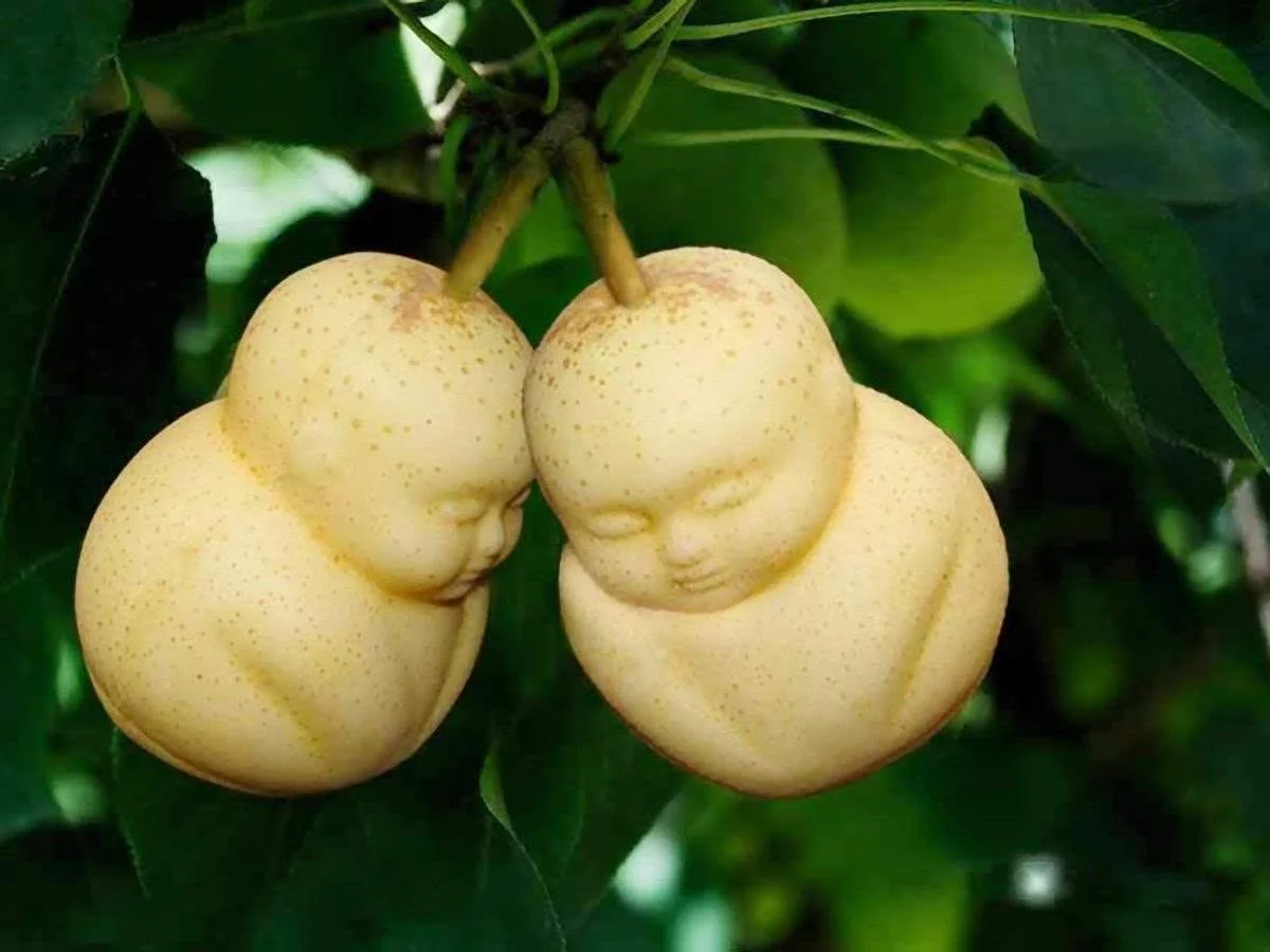 buddha-pear-fruit-mold-0919-1200x900.webp