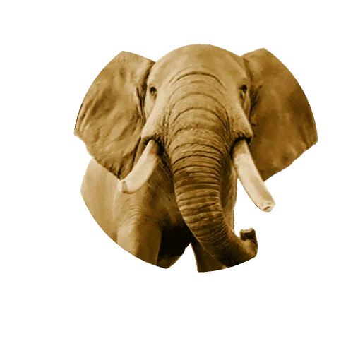 BIG 5 Elephant_Back copy.png