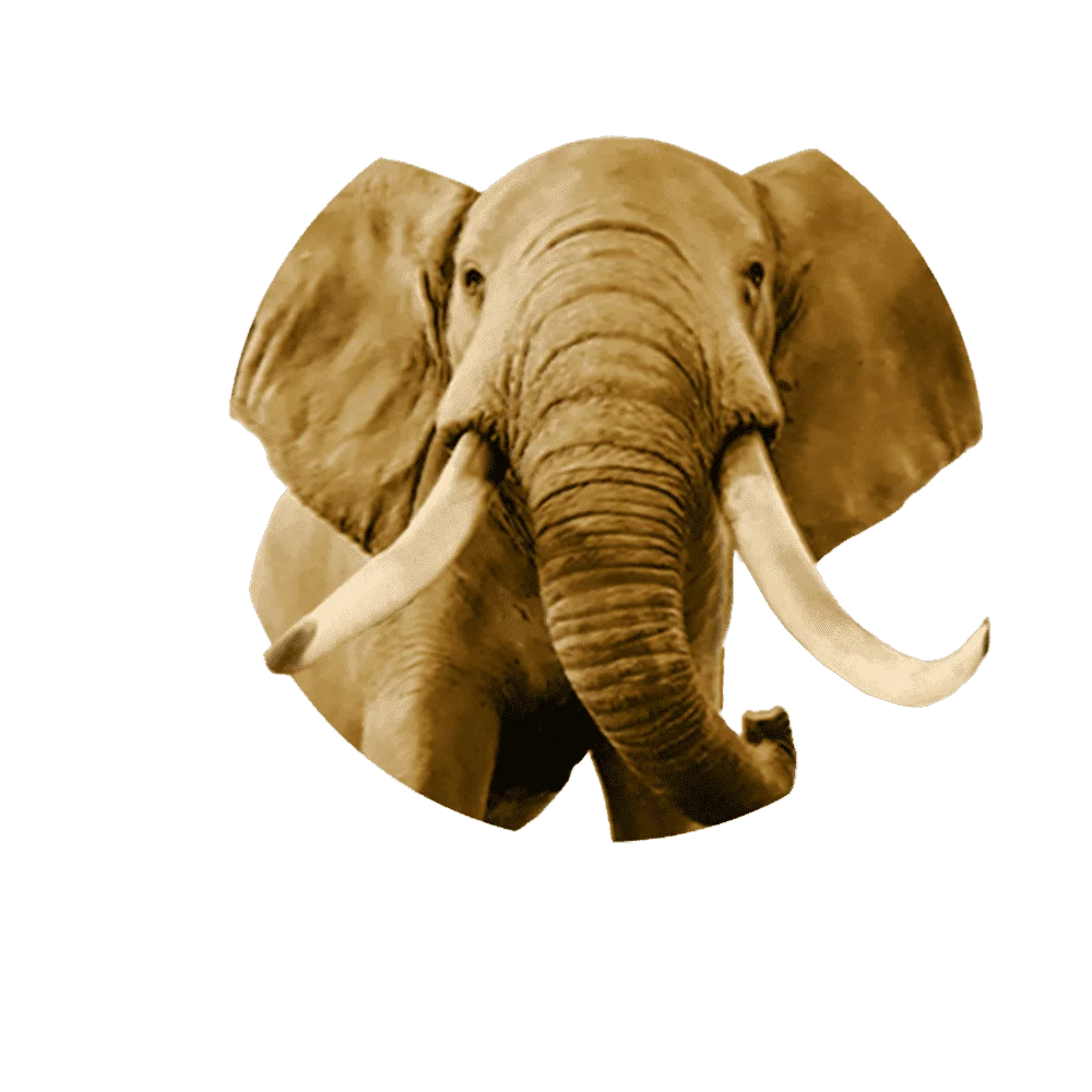 BIG 5 Elephant_Back copy.webp