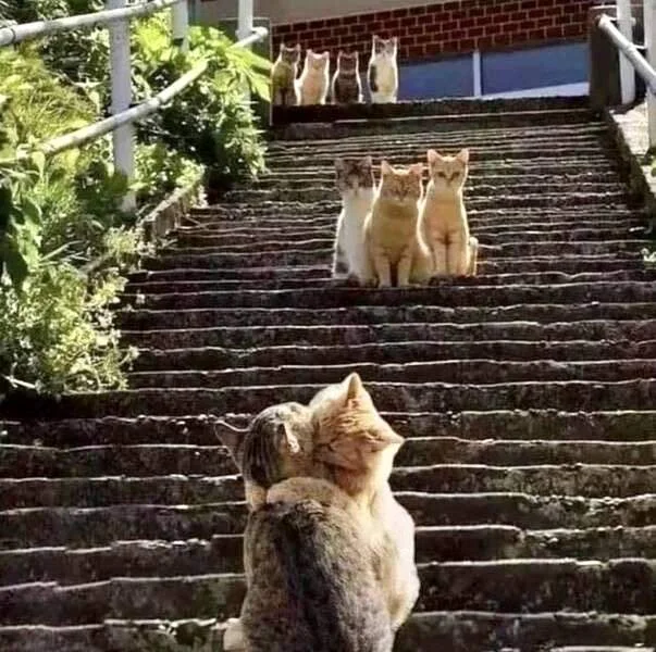 catshookingup.webp