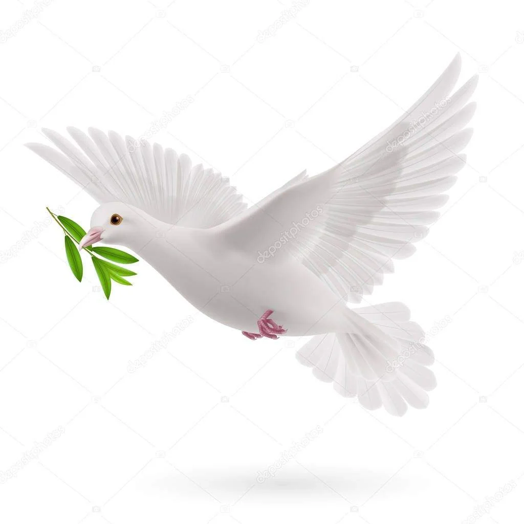 depositphotos_337465026-stock-photo-dove-peace-flying-green-twig.jpg