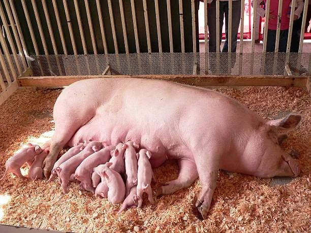 momma-pig.webp