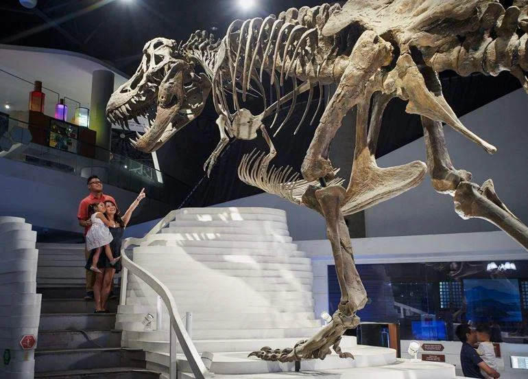 Mind Museum.webp