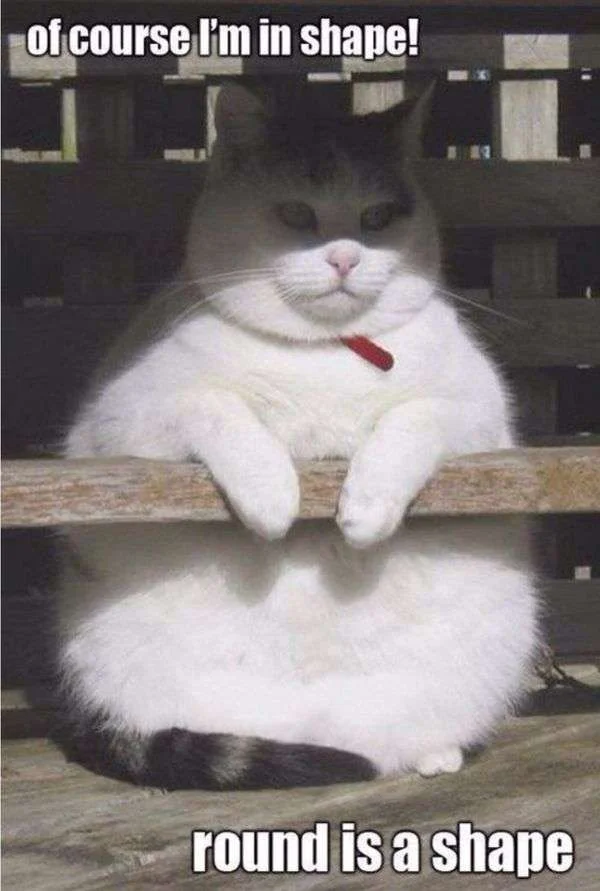 cute-fat-cat-meme-2.webp