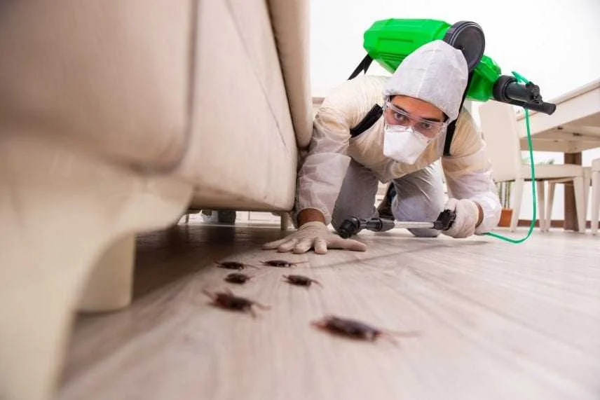 Kill-Bugs-856x571.webp
