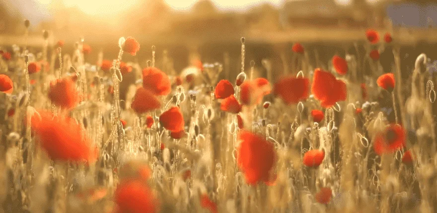 Fall Asleep and Stress Reliever Relaxing Music (2) (Nature and Birds Sounds: Beautiful Piano)