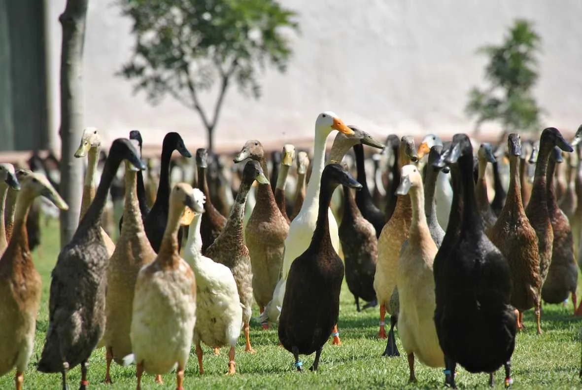 duck.webp