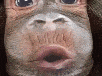 200w.gif