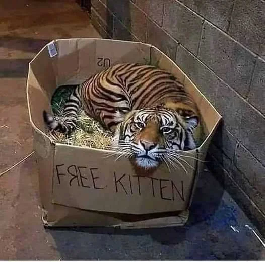 339994643_177591311766150_50501784782777530_n.webp
