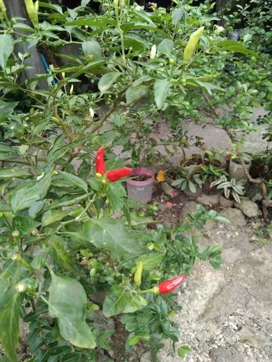 sili1.webp