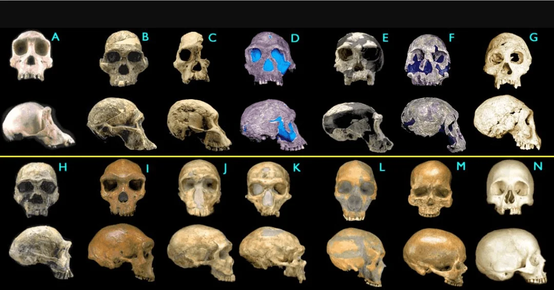 Human Skulls in Evolution Evidence.webp