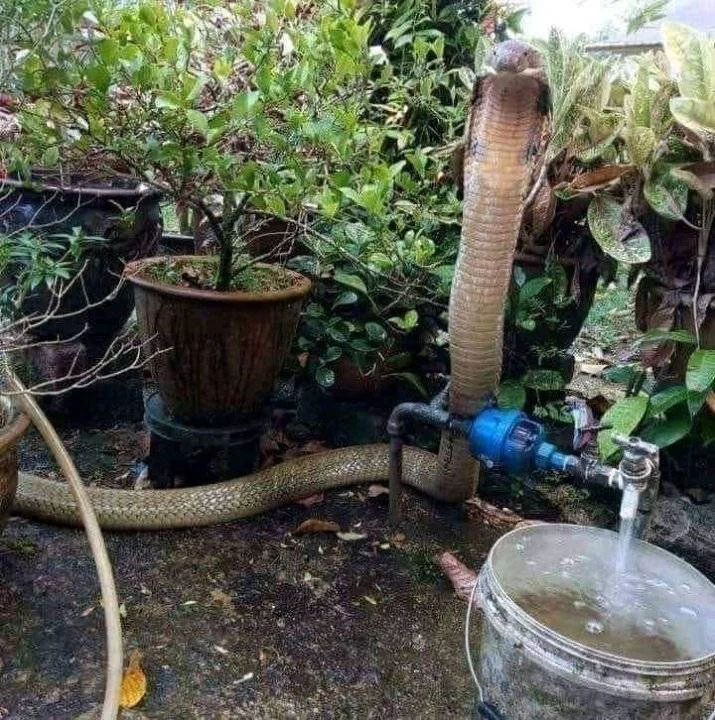 273215652_478551843643922_8600987031151707418_n.webp