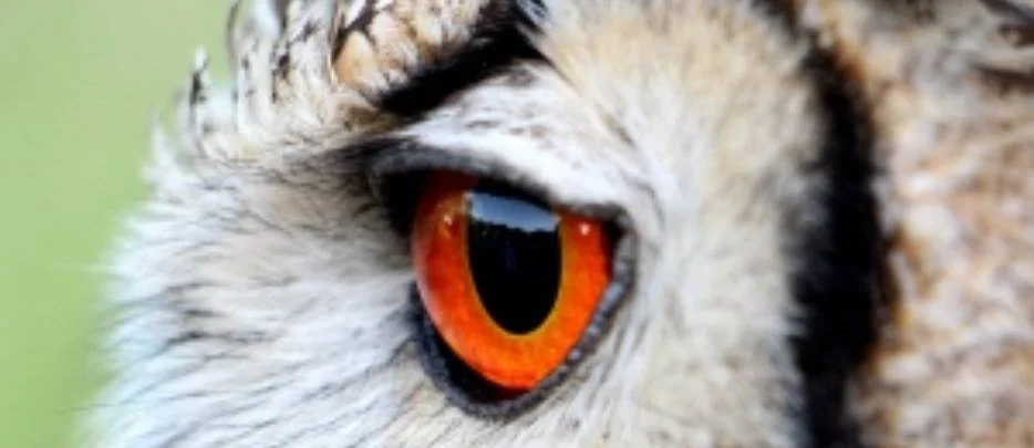 Screenshot_2023-06-07-13-37-34-304.webp