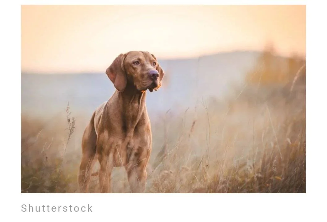 Screenshot_2023-06-09-11-54-03-822.webp