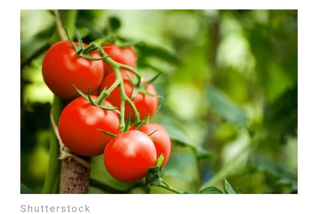 Screenshot_2023-06-09-14-59-21-200.webp