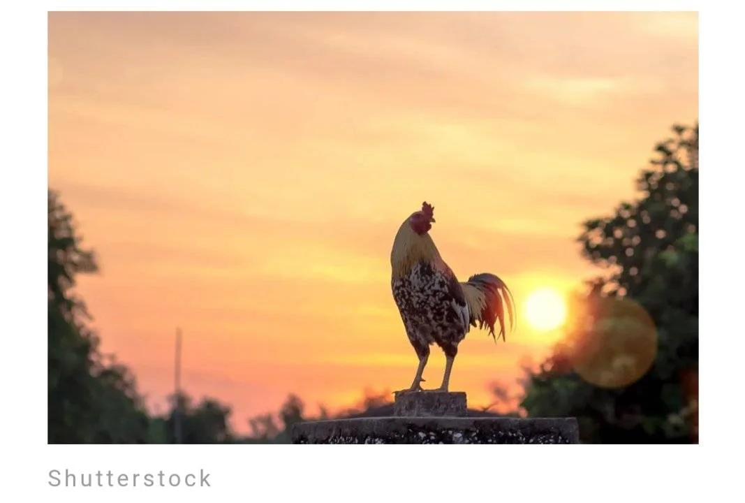 Screenshot_2023-06-10-10-09-04-531.webp