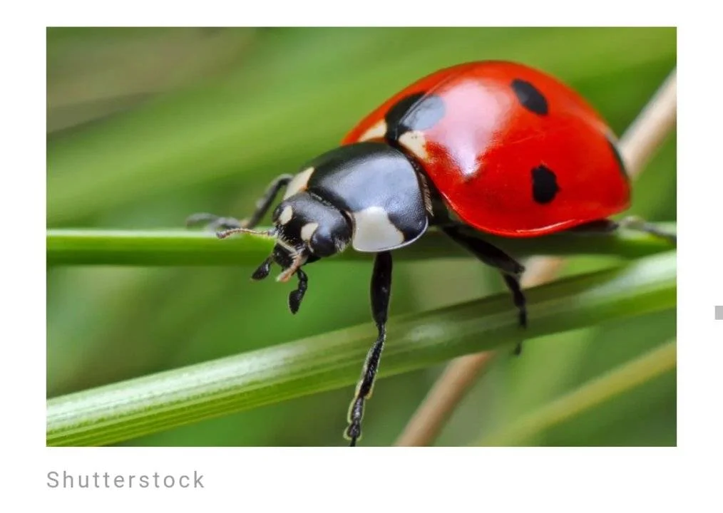 Screenshot_2023-06-11-00-09-57-699.webp