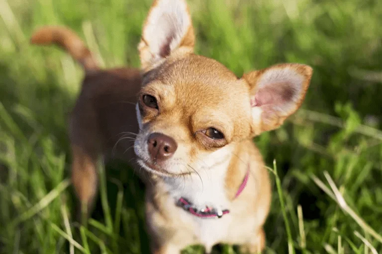 1687009724154.webp